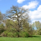 Starý dub u Nemošic